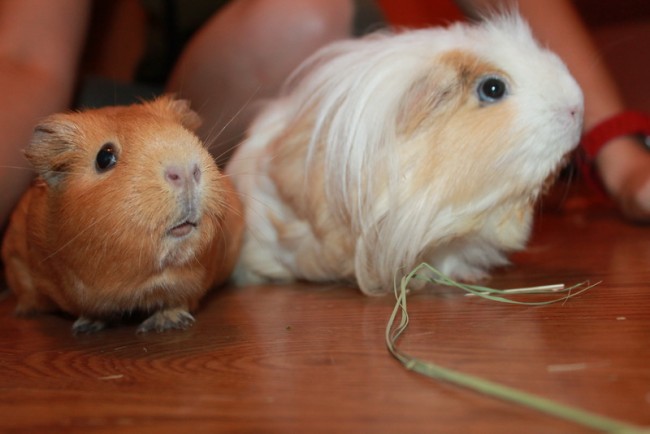 Two cute guinea pigs