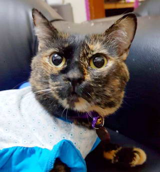 Tigerlily