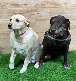 Leo & Oscar