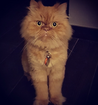 Mowgli