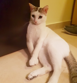 Buddy