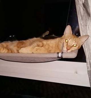 Khalifa