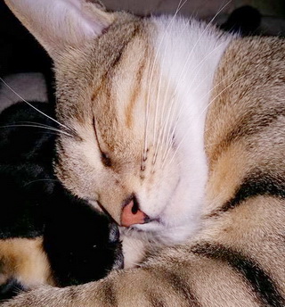 Tigger