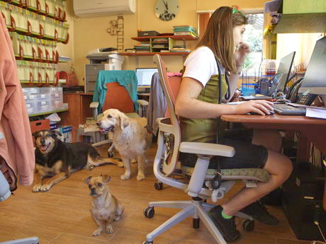 kennels