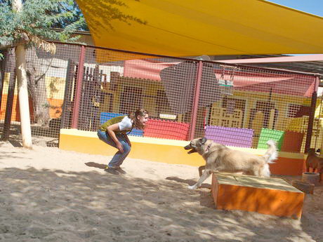 kennels