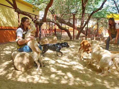 kennels