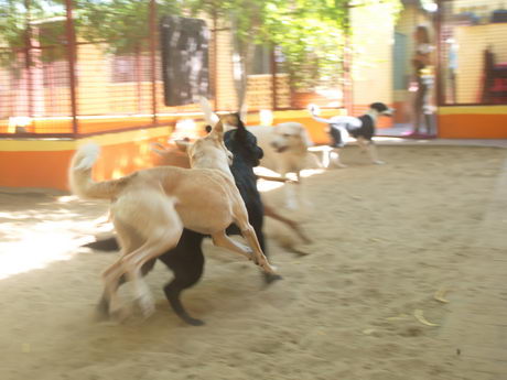 kennels