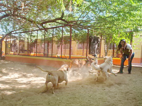 kennels