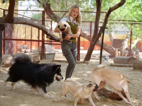 kennels