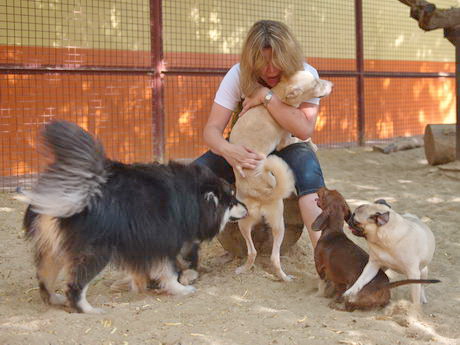 kennels