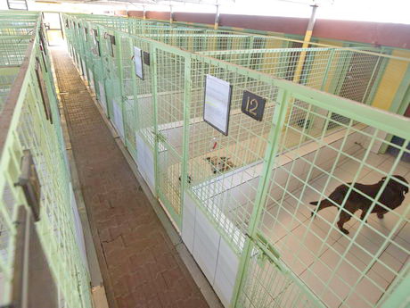 kennels