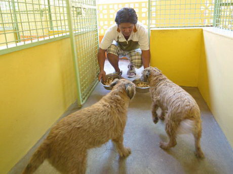 kennels