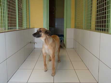 kennels