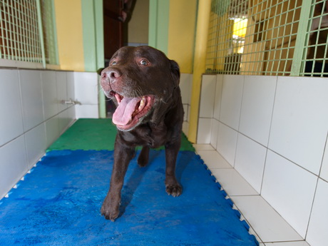 kennels
